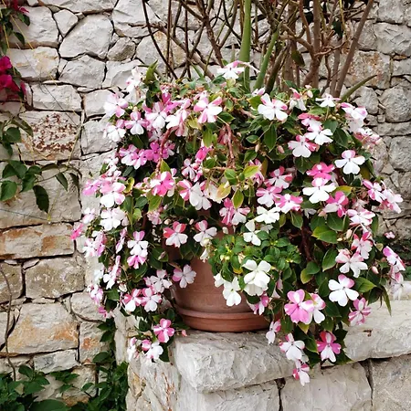 Ardit Seaside アパート