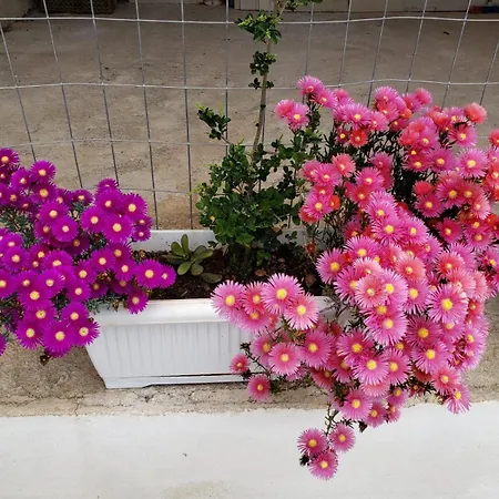 Ardit Seaside Appartamento